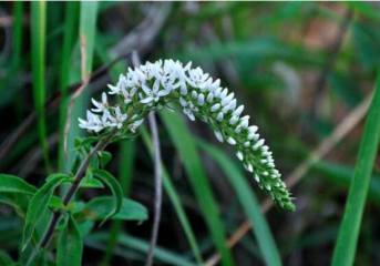芦荟怎样繁殖：分株、芽插、叶插法