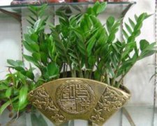 雏菊怎么养
