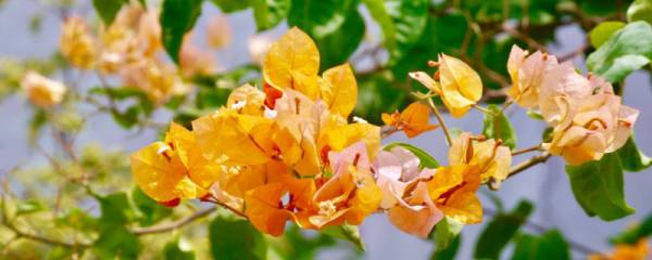 立秋：5种花快扦插，天凉生根多活