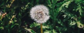 绿帝王什么时候开花