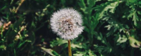 绿帝王什么时候开花