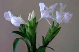 孔雀木的资料