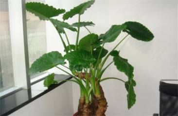 独根草有几种