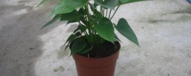 盆栽桃花养护有哪些要点