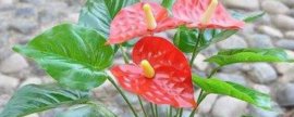 大花雏菊应怎样培育