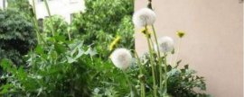 18岁少女偷南宁花店之花