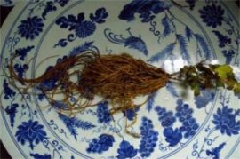 郁金香水培方法：郁金香都是一次性种球，选购的种球必须要经