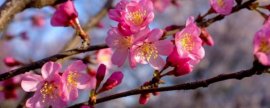 滴水观音叶子有黄斑