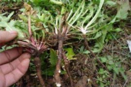 芦荟的养殖方法：浇水需注意