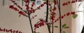 澳洲腊梅花语