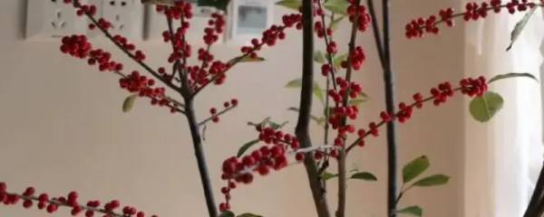 澳洲腊梅花语