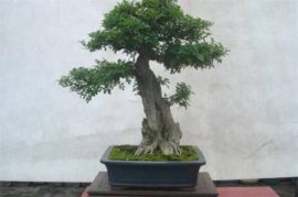 白蜡盆景如何修剪，6个步骤修剪出健壮的白蜡