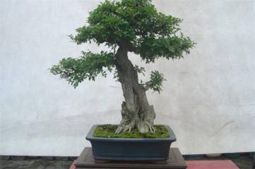 白蜡盆景如何修剪，6个步骤修剪出健壮的白蜡