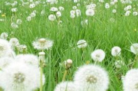 藤冰山的花语