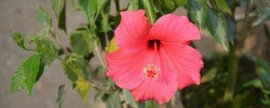 红色杜鹃花有毒吗