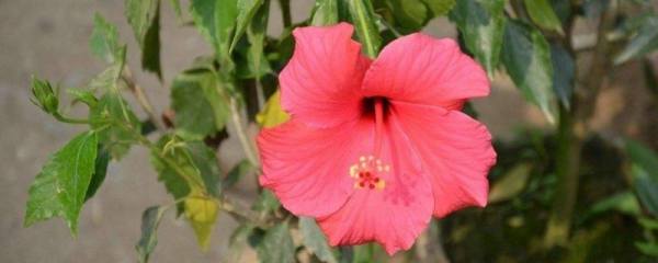 红色杜鹃花有毒吗