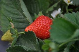 绒仙花又叫什么花