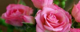 扶桑四季开花所需的条件：光照、温度适宜