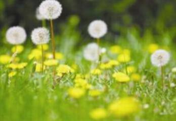 观音竹的水培方法，水培观音竹叶子发黄怎么办？