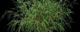 常春藤是攀援植物吗