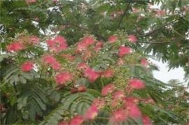 西洋杜鹃花的养殖方法和注意事项 盆栽