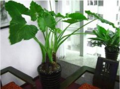 金盏花怎么养殖