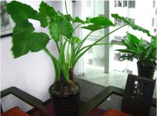 怎样养好金盏菊