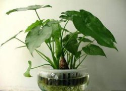 盆栽西洋鹃怎么养殖，五个要点让西洋鹃花繁叶茂