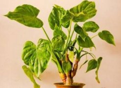 凤眼莲是什么花