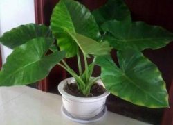 茶花叶子绿着呢就掉了啥原因