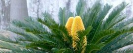 非洲凤仙花用什么土