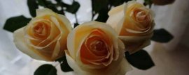 盆栽金柑开花挂果期怎样进行养护