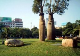 合欢花价格：价格取决于当地行情