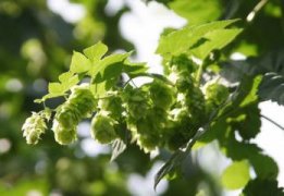 盆栽杜鹃花的养殖方法和注意事项有哪些