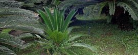 金钱树开花吗：树龄是重要因素