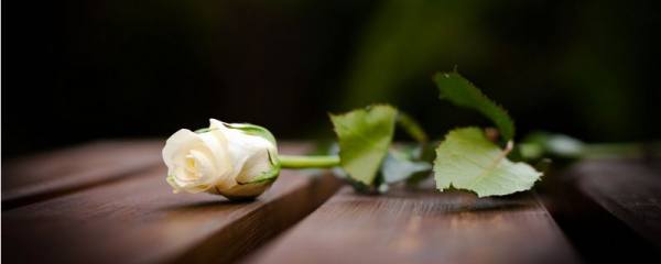 藏红花开完花后怎么处理
