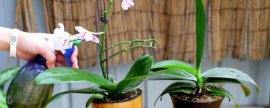 冬天杜鹃花叶子干枯一碰就掉
