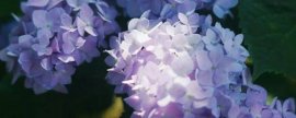 怎样无土盆栽龟背竹