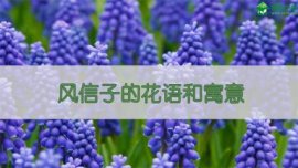 碗莲的养殖方法和注意事项