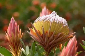 球兰的养护方法（花友经验篇）