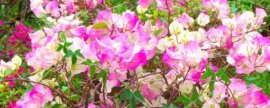 一串红什么季节开：一串红的花期是5月份到11月份