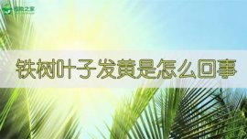 什么树花期最长
