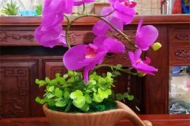 蝴蝶兰气生根能繁殖吗，能且带有腋芽发芽率更高