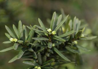 樱花花期：花期短,宜早观赏