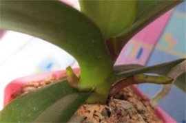 扶桑花的养殖方法和注意事项