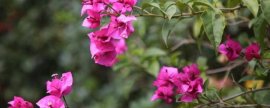 迎春花为什么只长叶子不开花