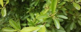 家里养扶桑花有忌讳吗