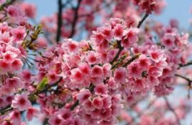 含笑花花语：庄重,纯洁