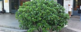 茶花落叶是怎么回事怎样处理