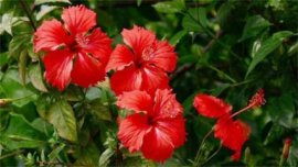 含笑花有毒吗：花很清香,但无毒
